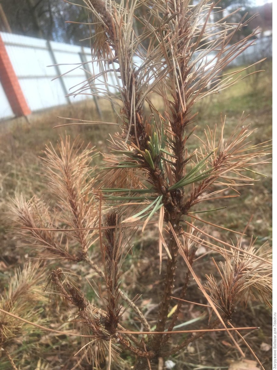 Ель обыкновенная хвоя