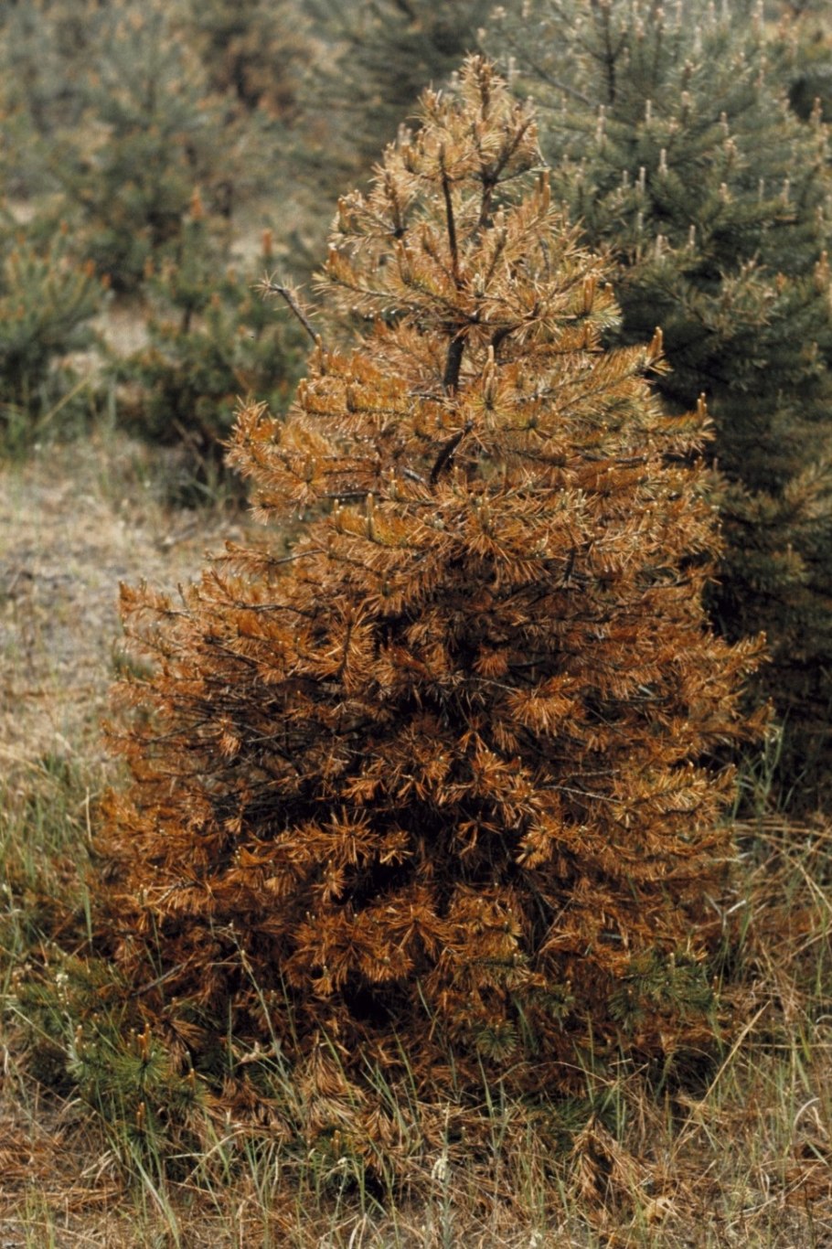 Сосновый пилильщик на хвое