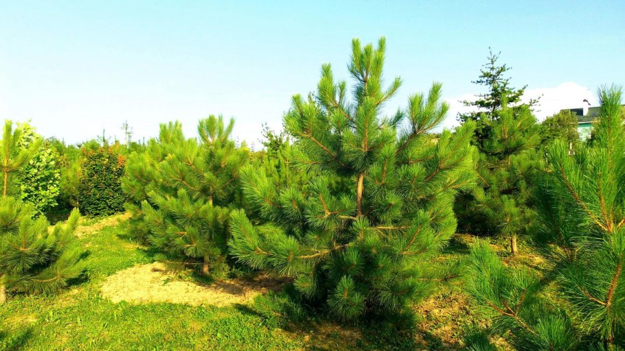 Pinus strobus хвоя