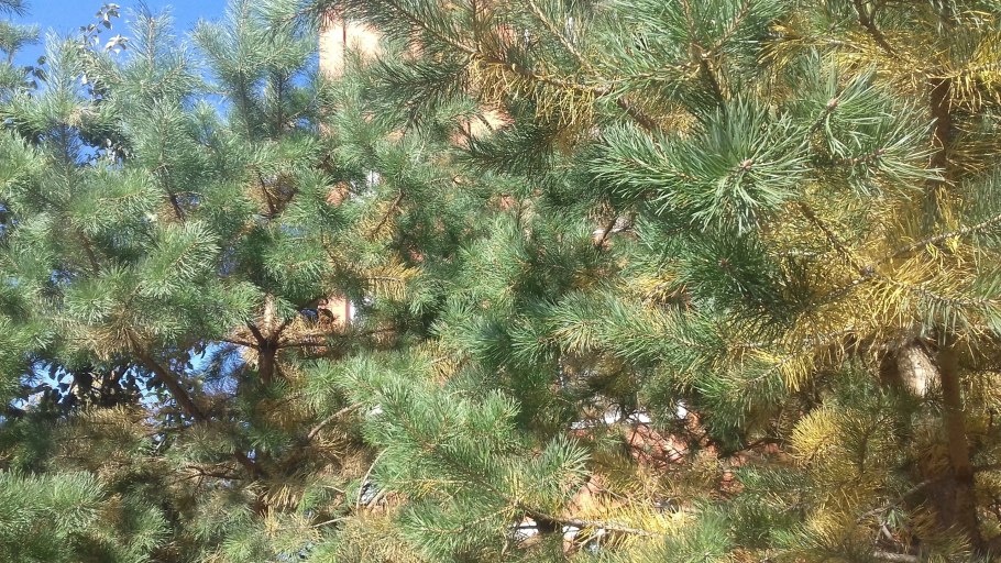 Пожелтевшая сосна