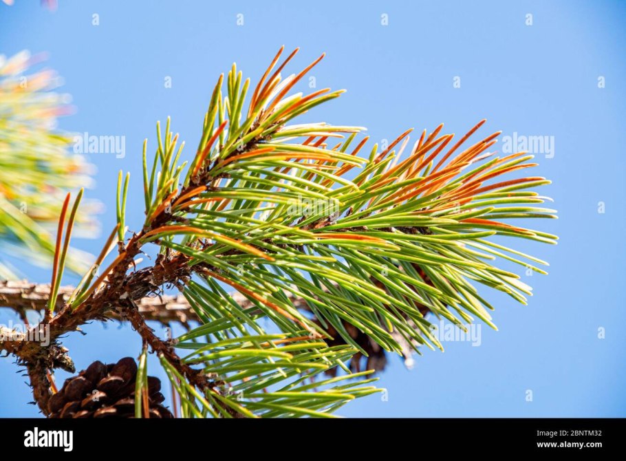Сосна черная Грин Тауэр желтеет хвоя