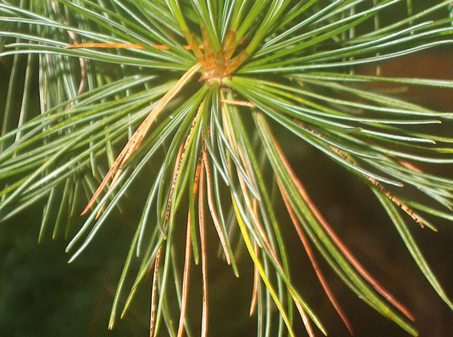 Шютте сосны веймутовой сосны