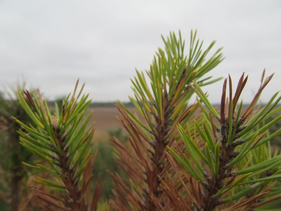 Пожелтение хвои у пихты