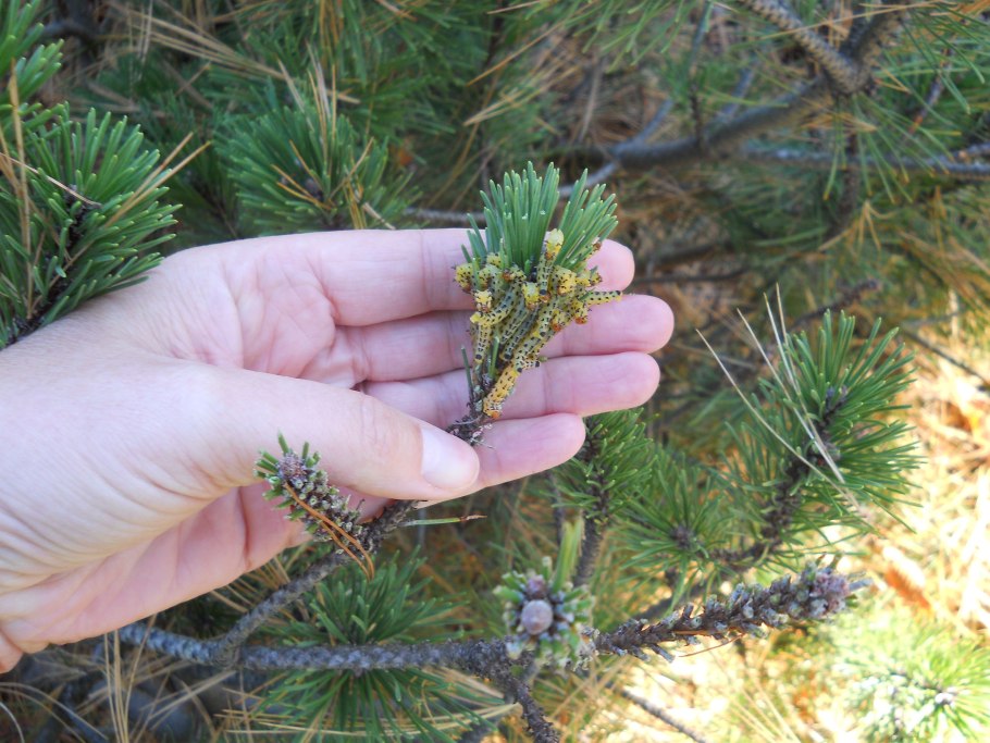 Pinus Sylvestris
