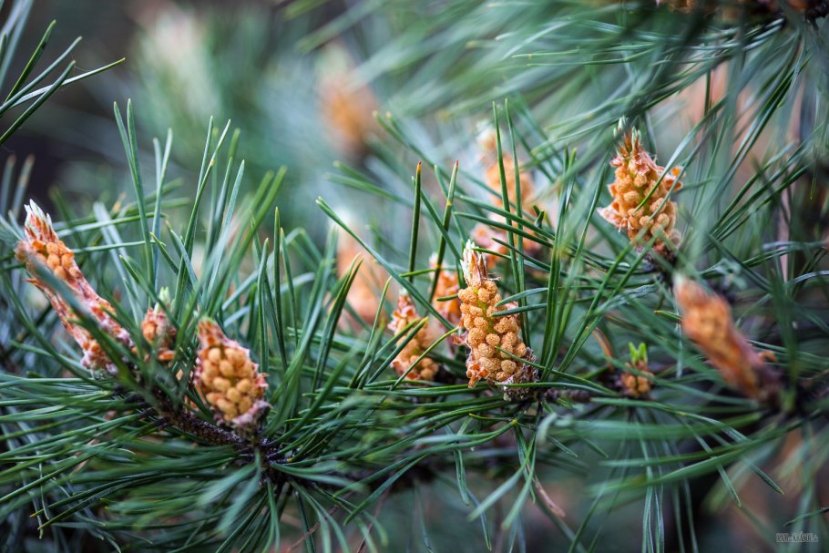 Сосна обыкновенная Кавказ