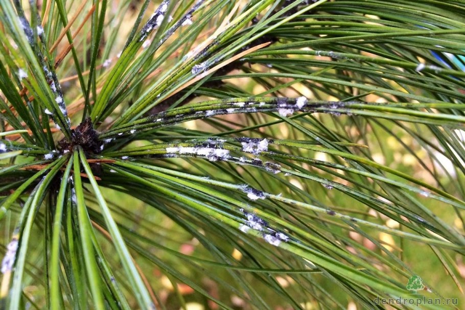 Хермес веймутовой сосны