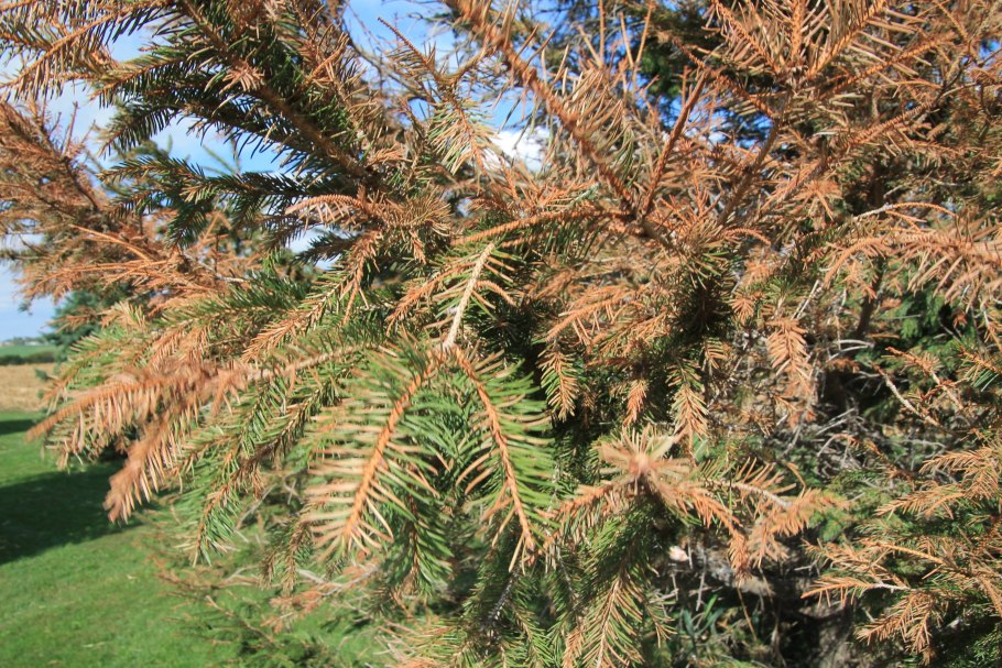 Снежное Шютте сосны