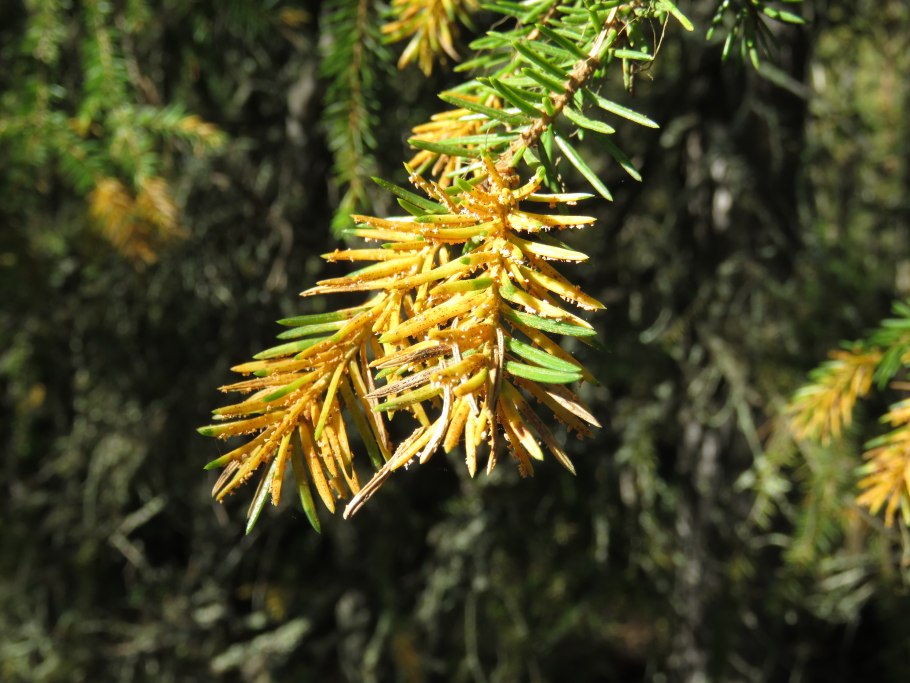 Сосна обыкновенная glauca ветка