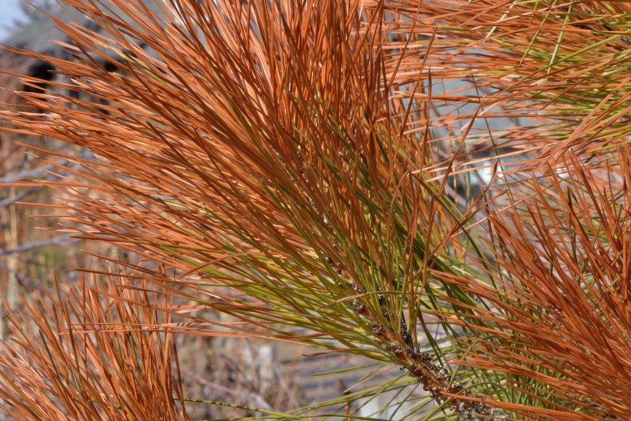 Бурое Шютте сосны