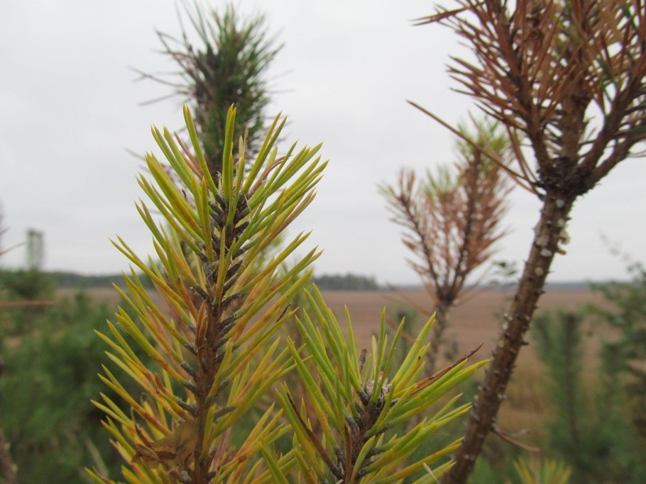 Снежное Шютте на хвойных