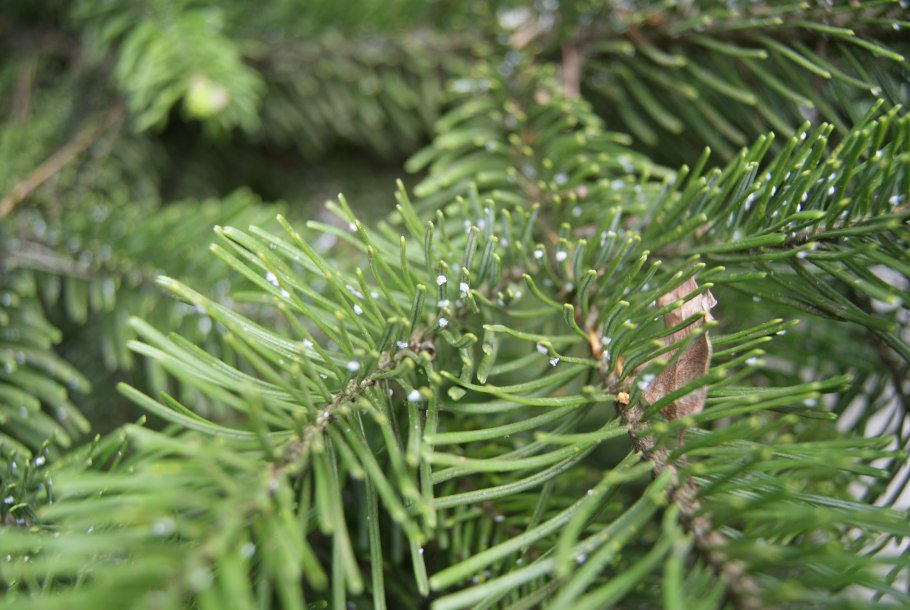 Бурое Шютте сосны