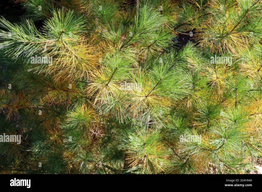 Сосна Кедровая европейская "Аурея"