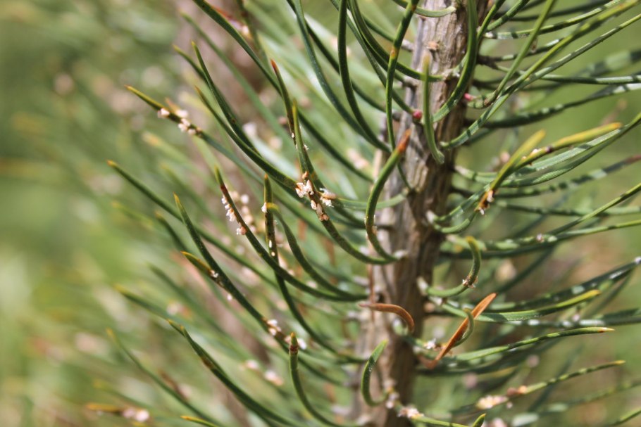 Ржавчина хвои сосны (Chrysomyxa abietis)
