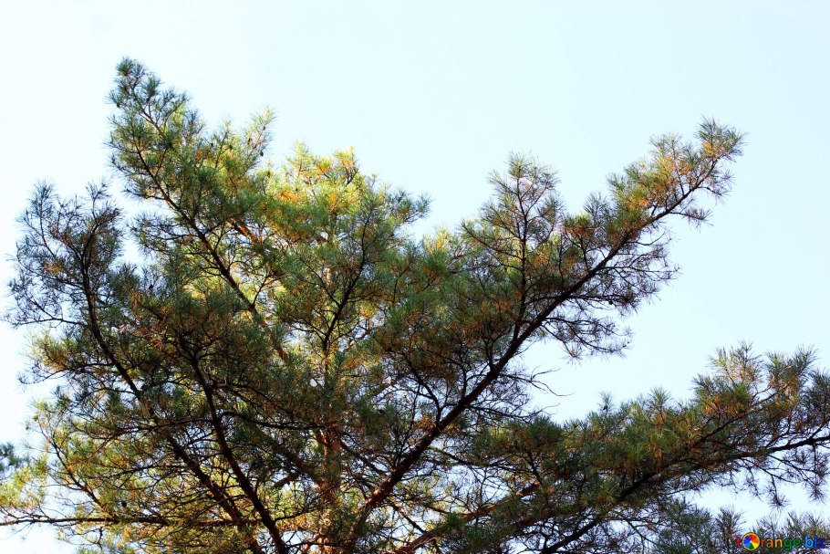 Сосна обыкновенная иголочки