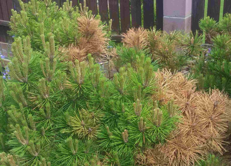 Голосеменные ель