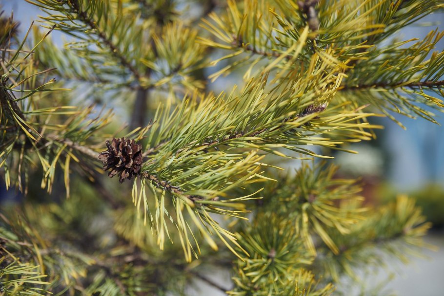 Снежное Шютте сосны (фацидиоз).