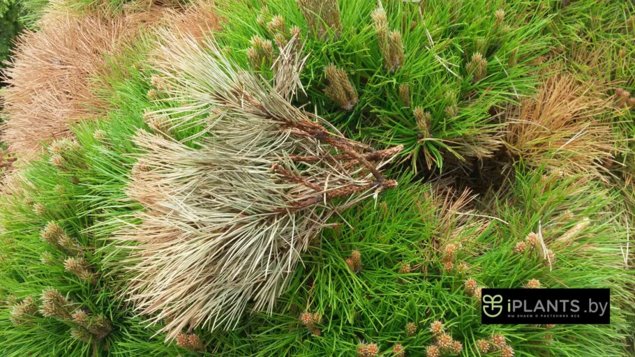 Голосеменные сосна обыкновенная