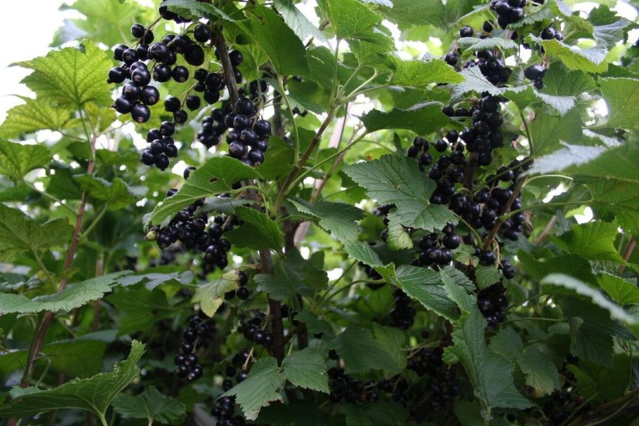 Кукс тчерная смородина