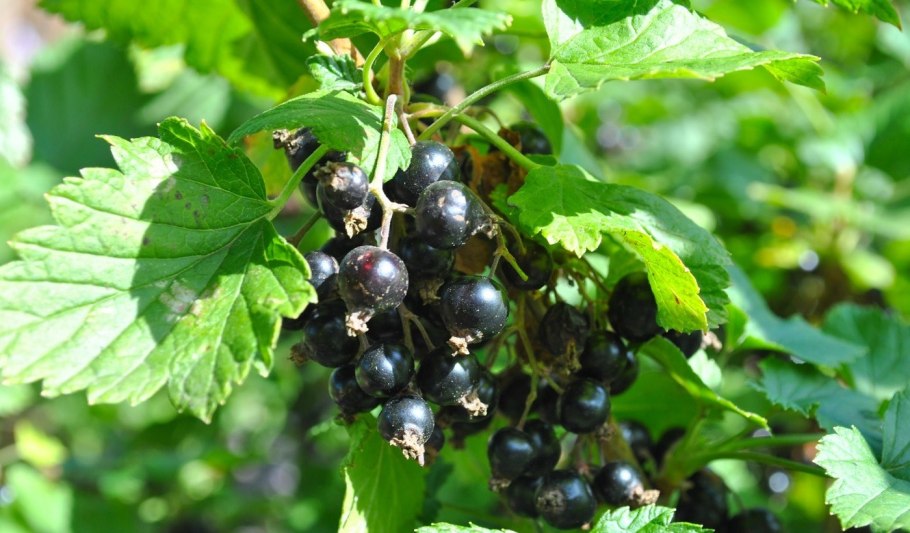 Смородина черная (ribes nigrum l.)