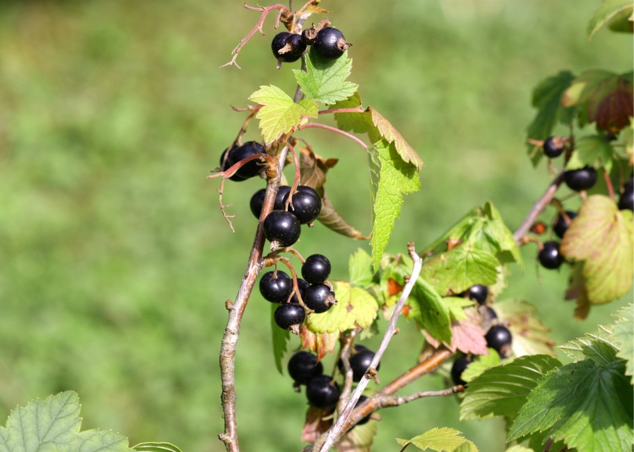 Смородина Кипиана