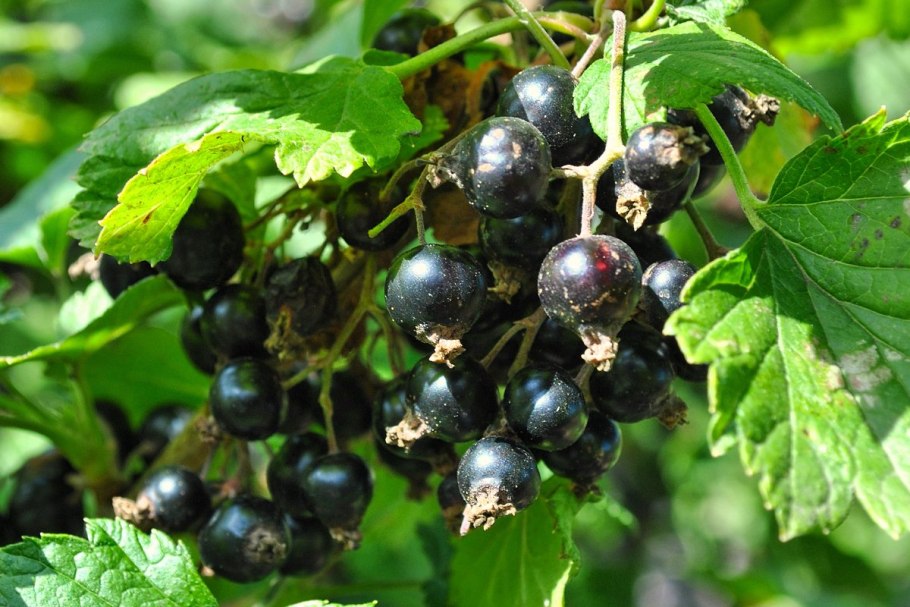 Смородина кустовая