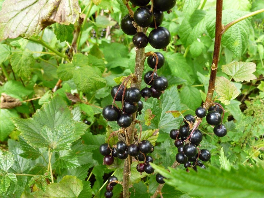 Смородина чёрная (ríbes nígrum)