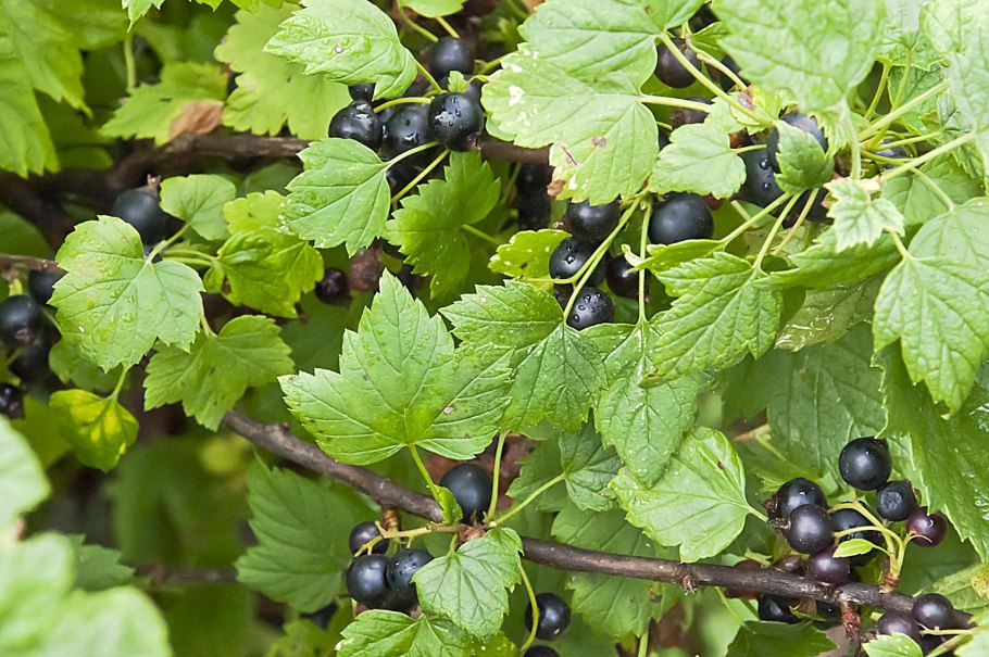 Кукс тчерная смородина