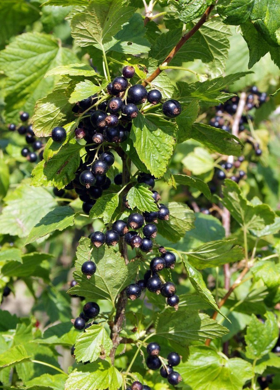 Смородина черная куст