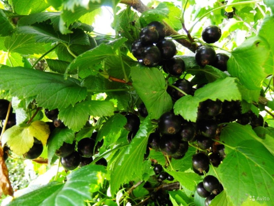 Смородина черная куст