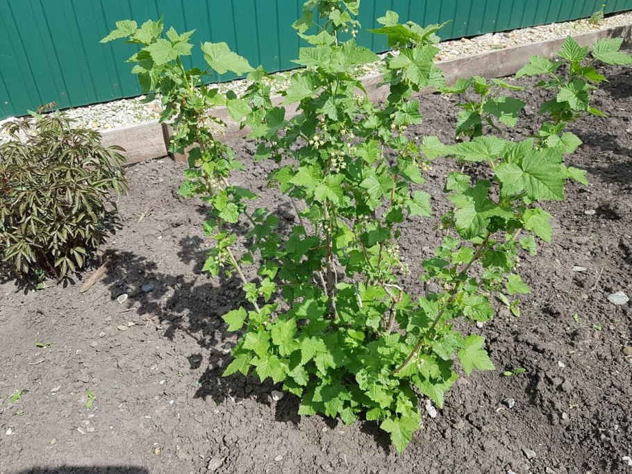 Смородина (ribes)