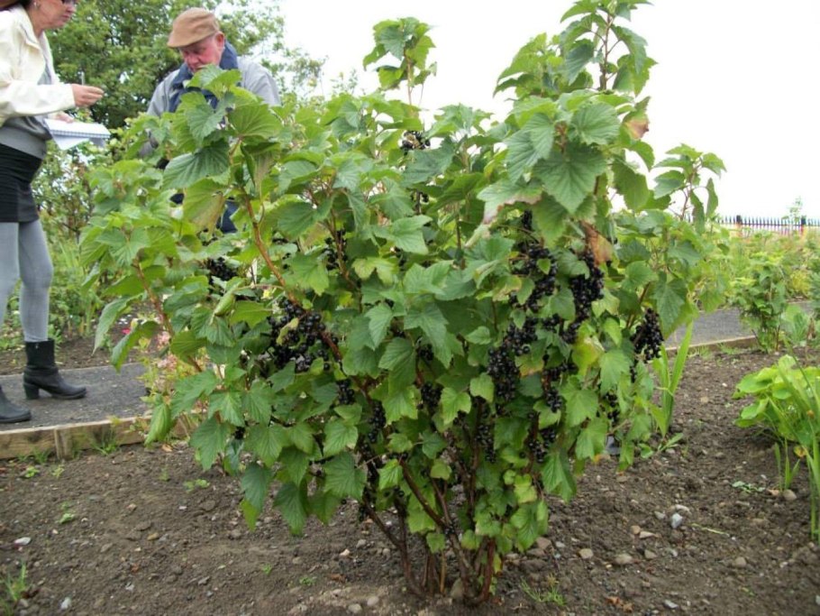 Смородина черная куст