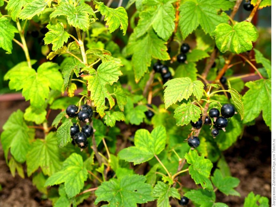 Смородина куст