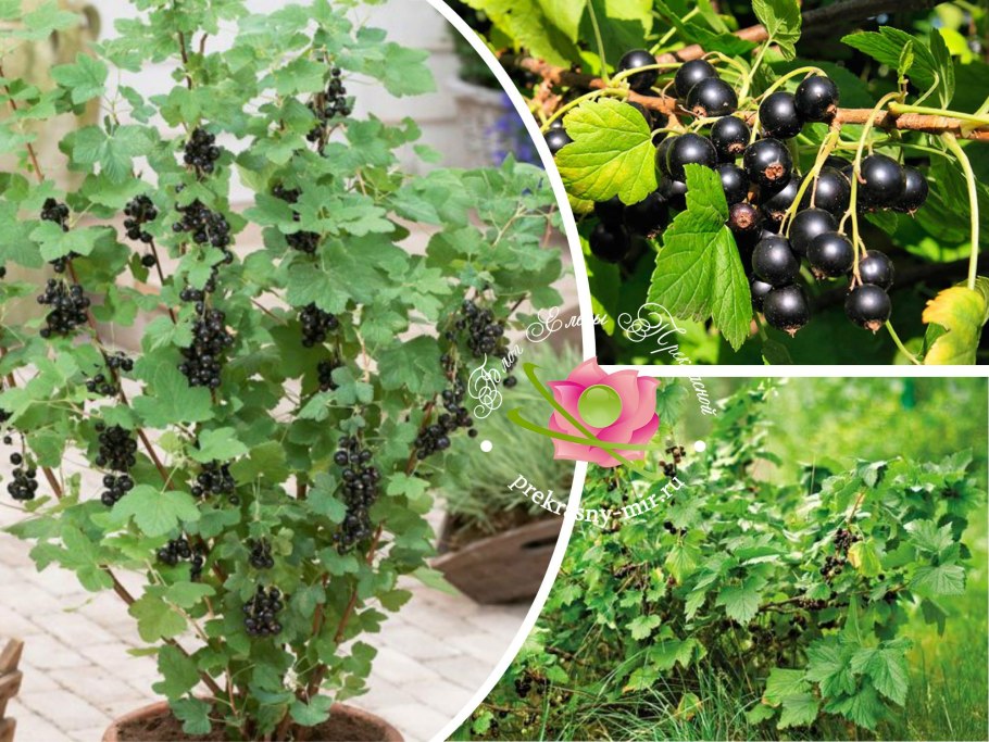 ЛУЧШИЕСОРТ смородины йошта