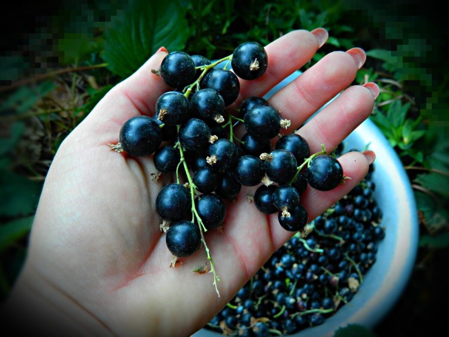 Черная смородина куст кустарники