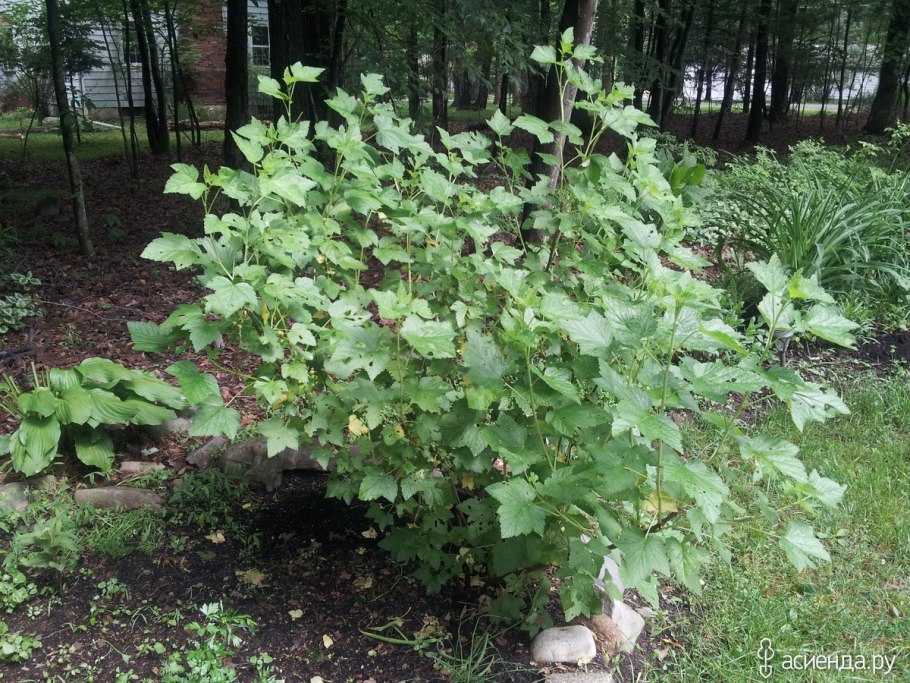 Сорт черной смородины Эркээни