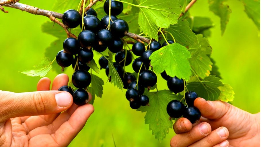 Кусты смородины и крыжовника