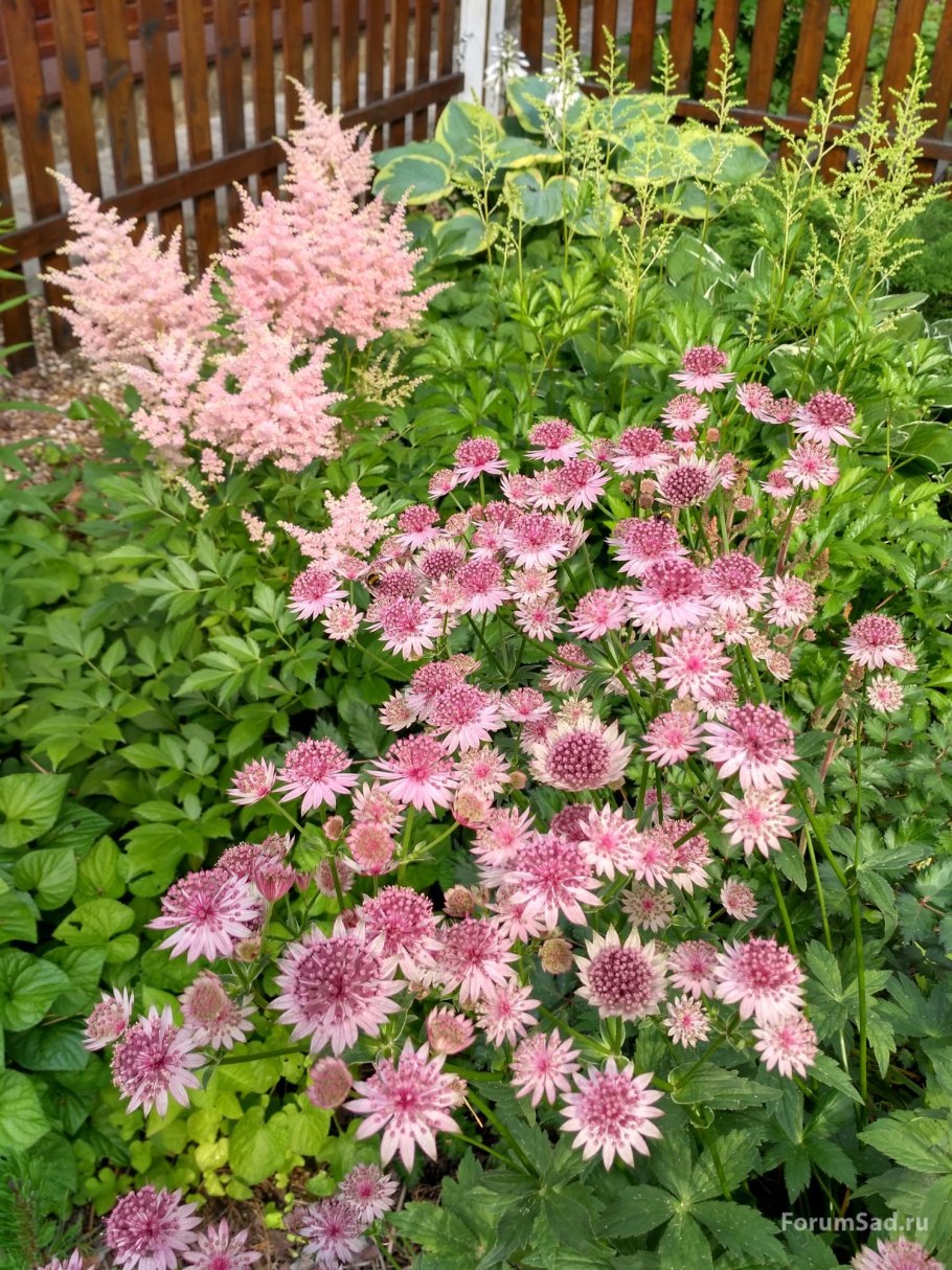 Астранция крупная (Astrantia Major)