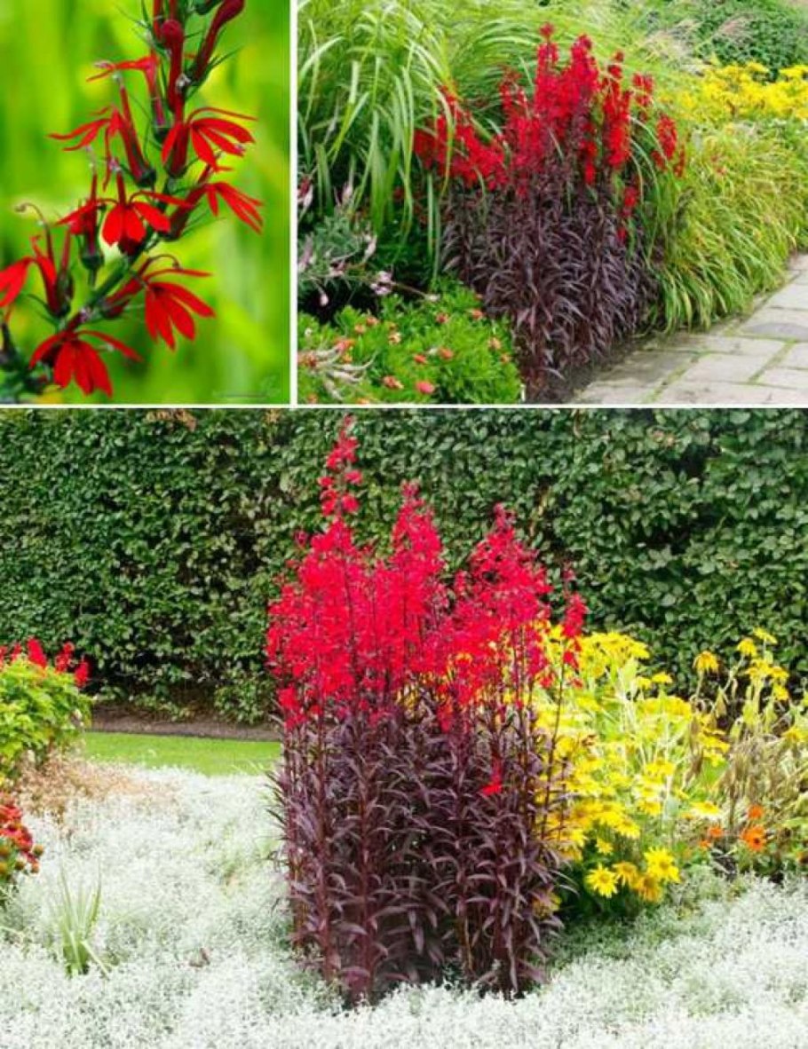 Лобелия пурпурная