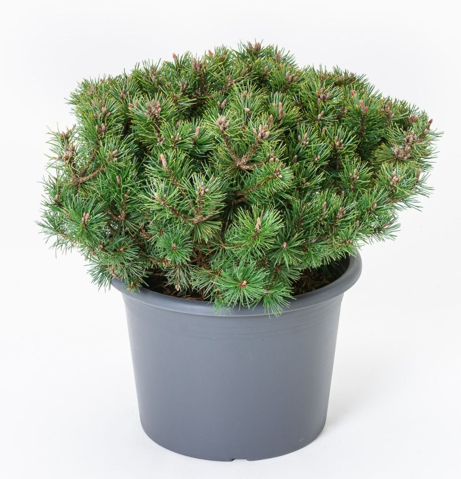 Pinus densata Hardiness