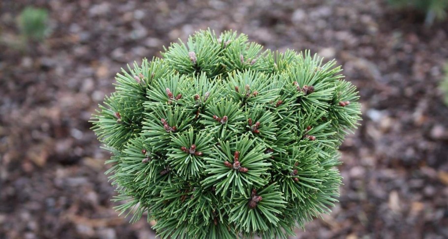 Сосна Горная Мопс