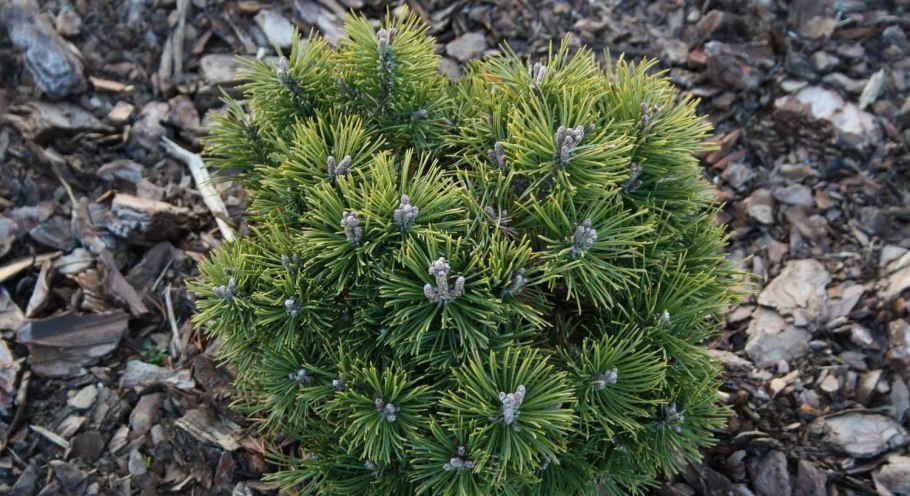 Pinus mugo Varella (pa)
