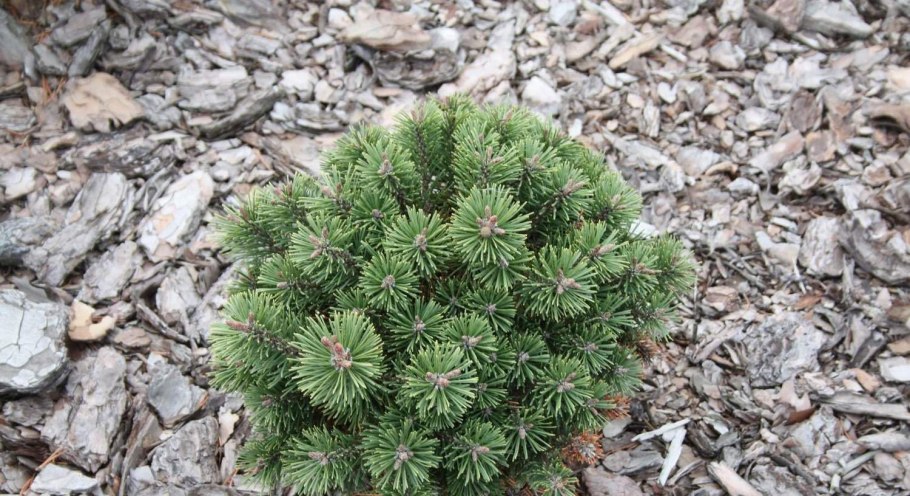 Сосна Горная Шервуд