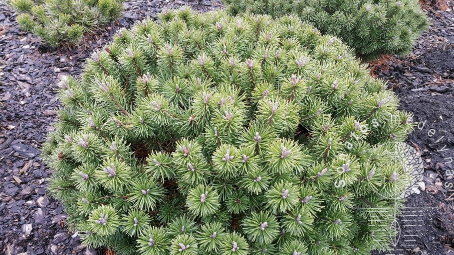 Сосна Горная Муго
