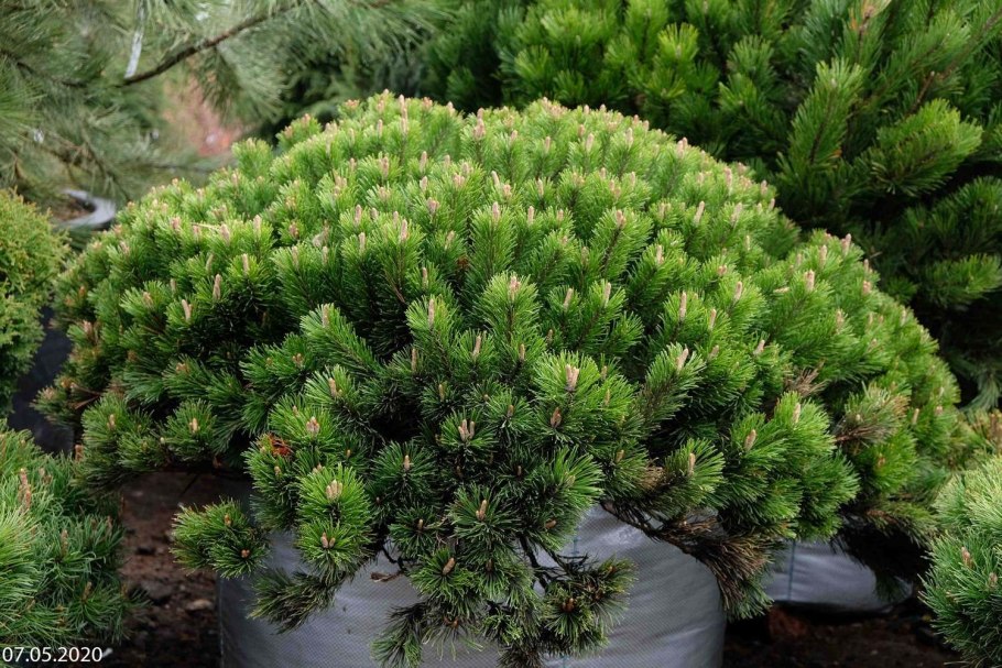 Сосна Горная Pal Maleter