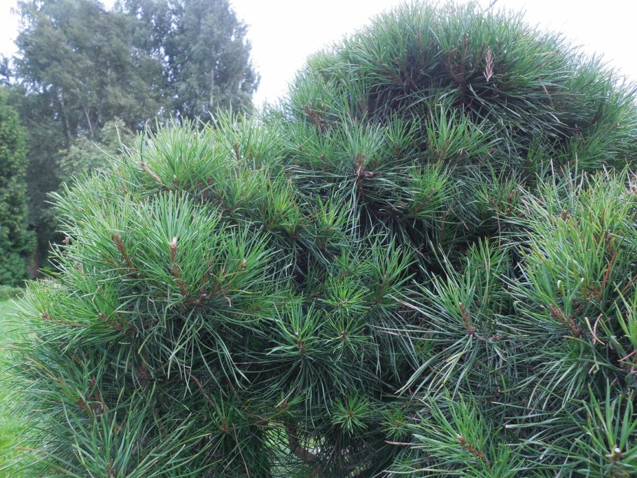 Сосна Горная Мисти