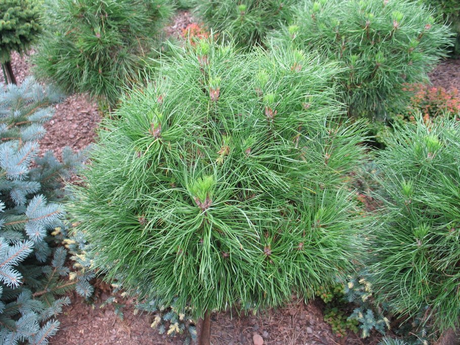 Pinus mugo varella