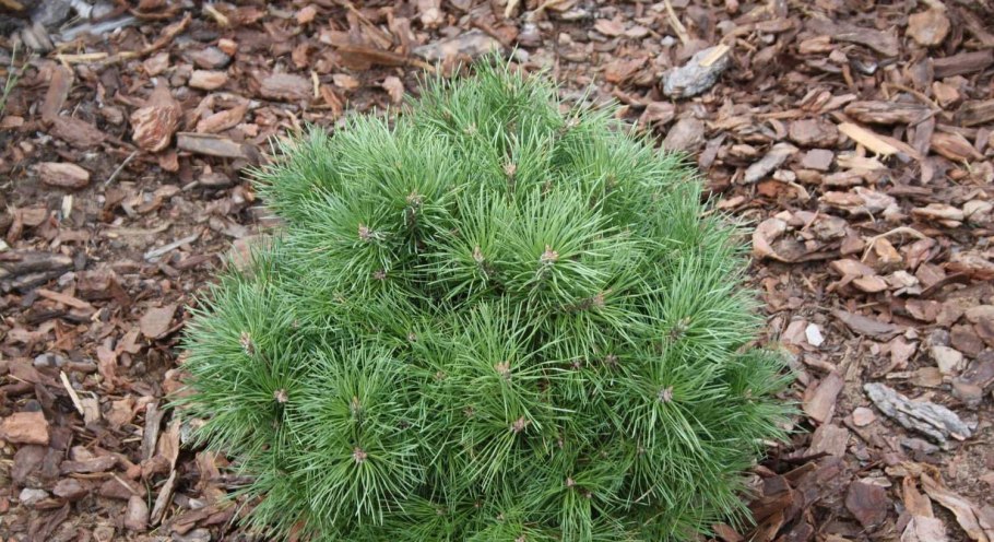 Сосна Горная Picobello