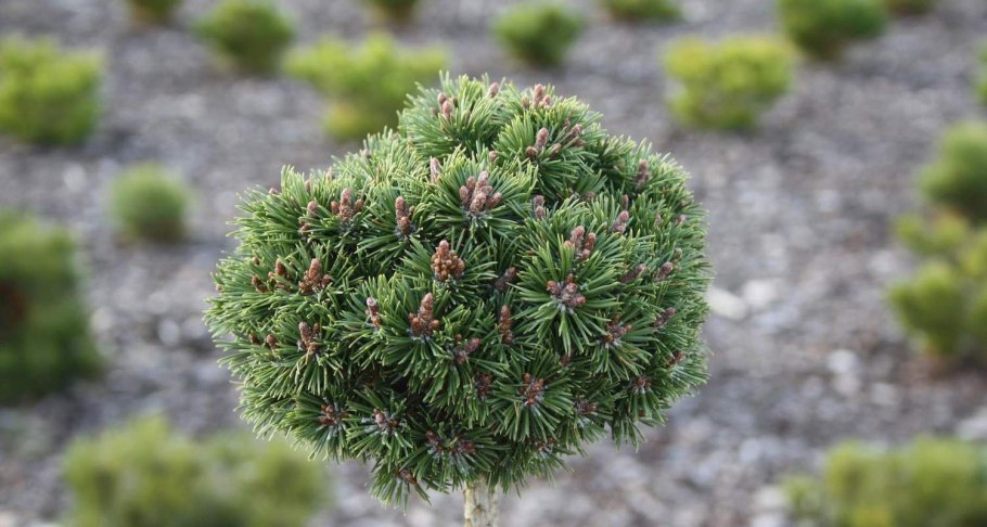 Сосна Горная Бенджамин на штамбе