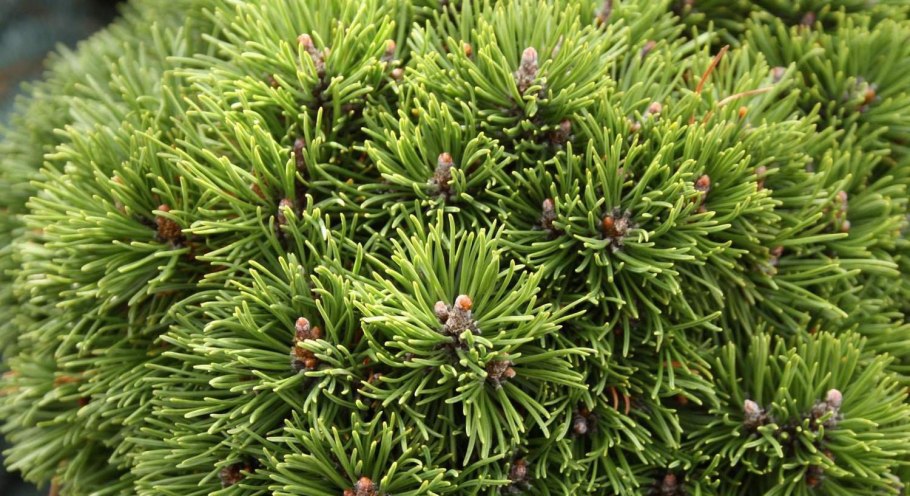Pinus mugo Picobello