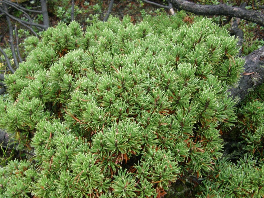 Сосна Горная подушковидная
